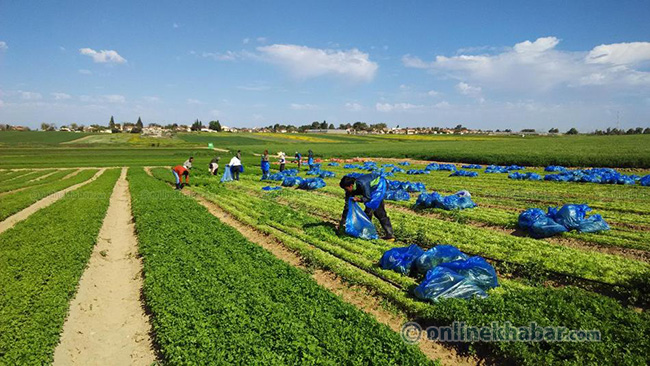 With an outlay of Rs 25 billion, this five-year irrigation programme aims to bring prosperity to Nepal’s Tarai