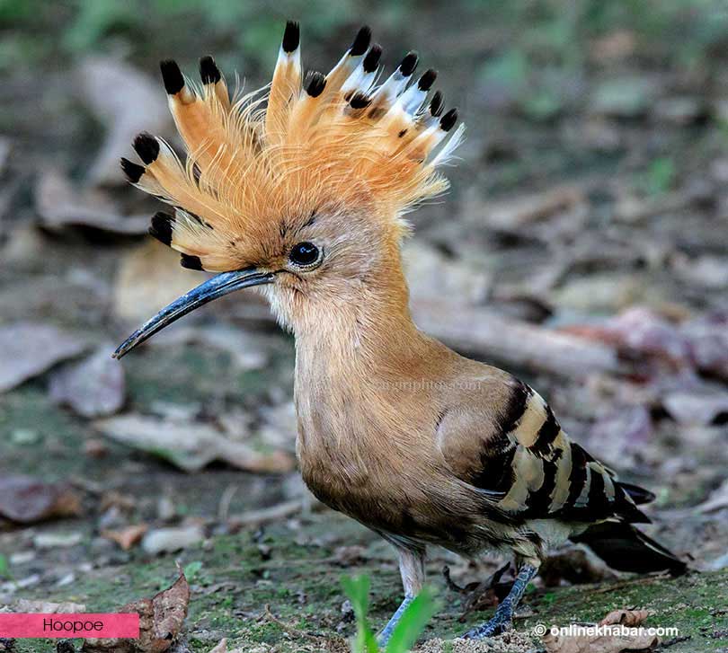 Bird Watching Chitwan