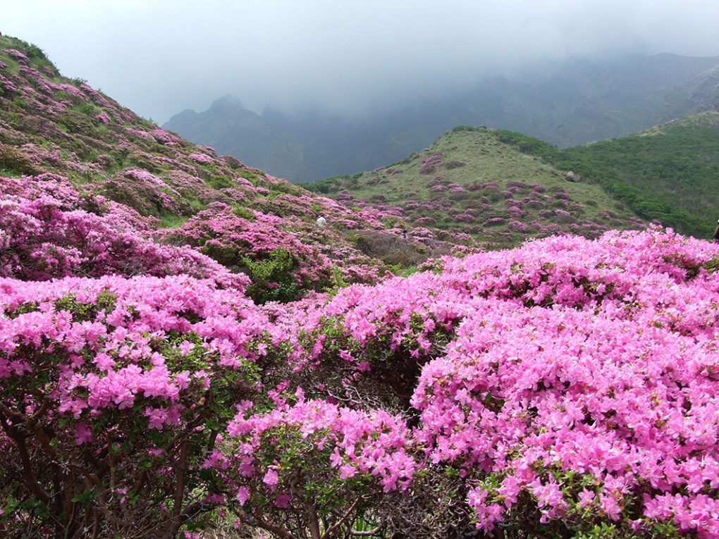 Rhododendron flowers in the TMJ area, Province 1