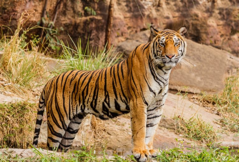 royal-bengal-tiger attack
