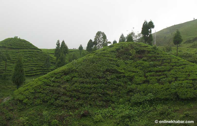 ilam ecotourism destinations in nepal