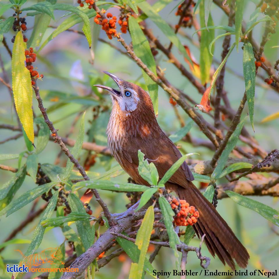 Spiny Babbler, the bird found only in Nepal. Photo by Sagar Giri. Used with permission.