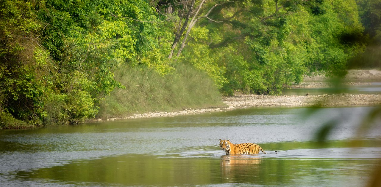 Bengal Tiger - Facts and Beyond