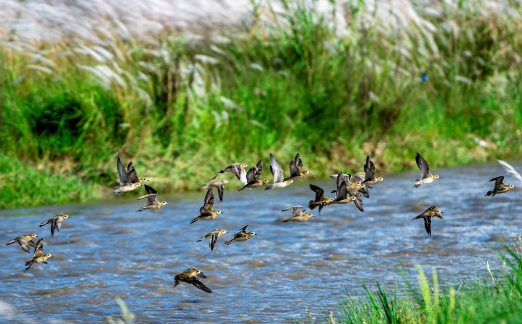 migratory bird Pacific golden Plover in wetlands
