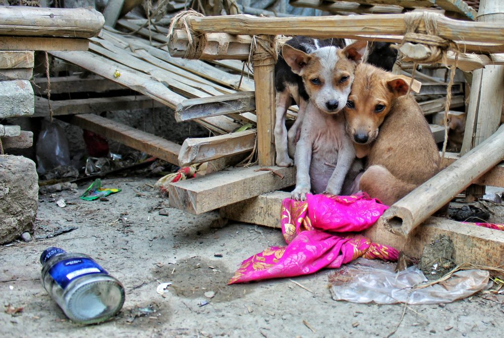 Street dogs - stray dog