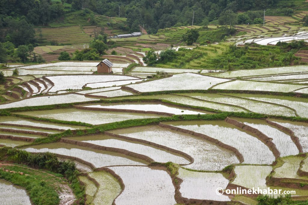 File Photo: Terraced farming area in Khokana area. of rice plantation