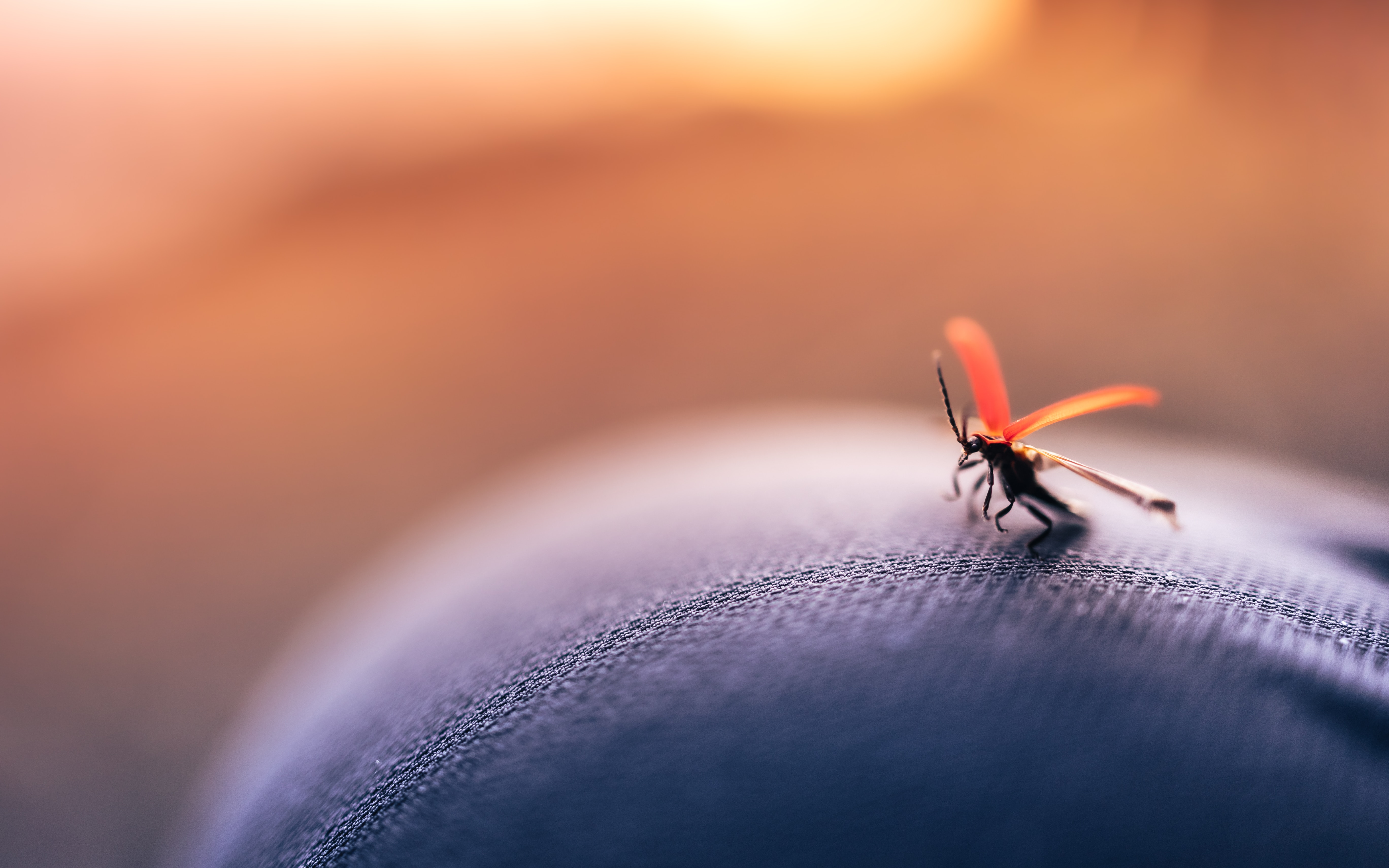 Dengue - mosquito - malaria Dengue outbreak
