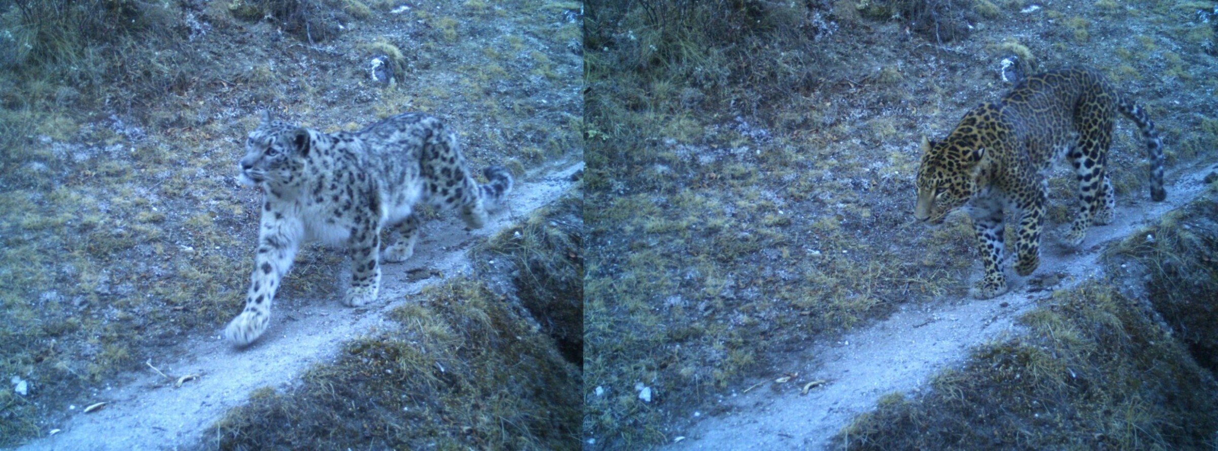 snow leopard and common leopard