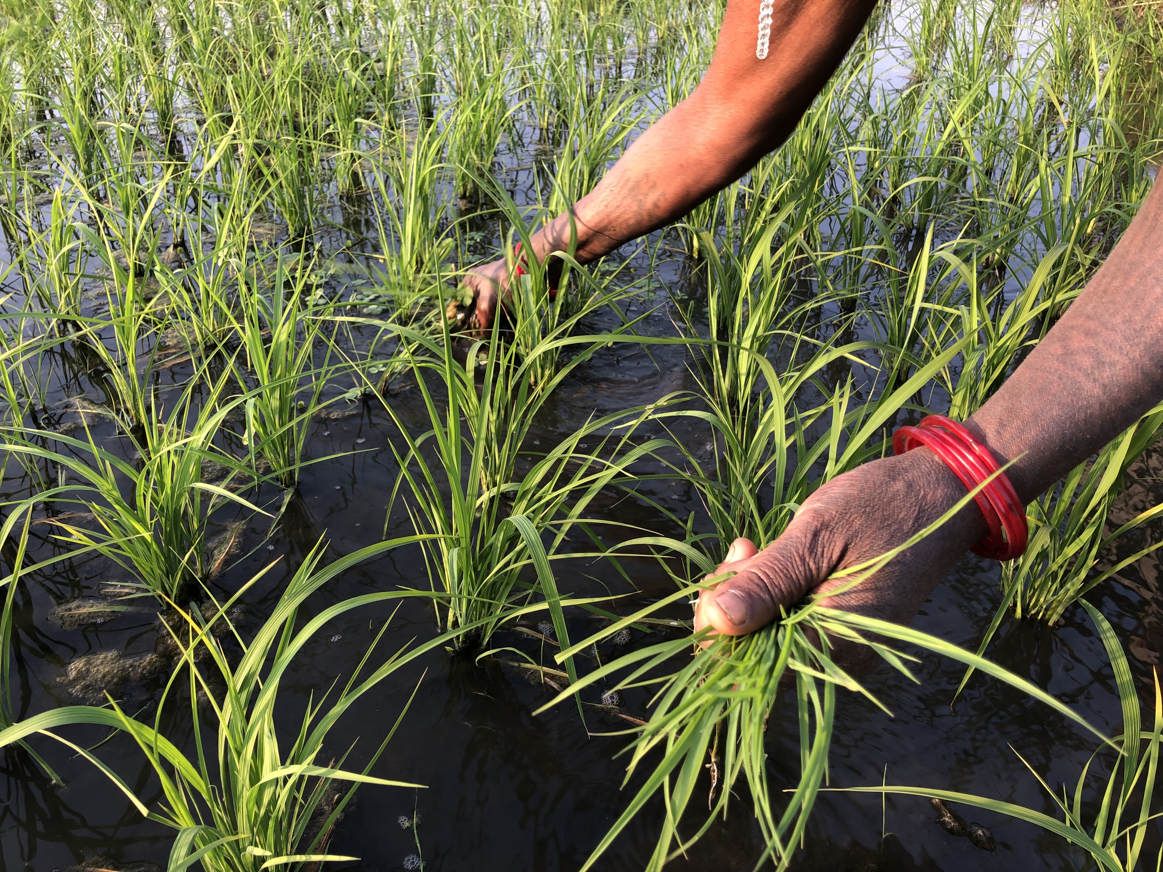 Rice is the main crop in most part of Nepal’s southern Terai belt, and farmers like Asramiya Mahato in Chitwan have started growing two crops per year in recently.