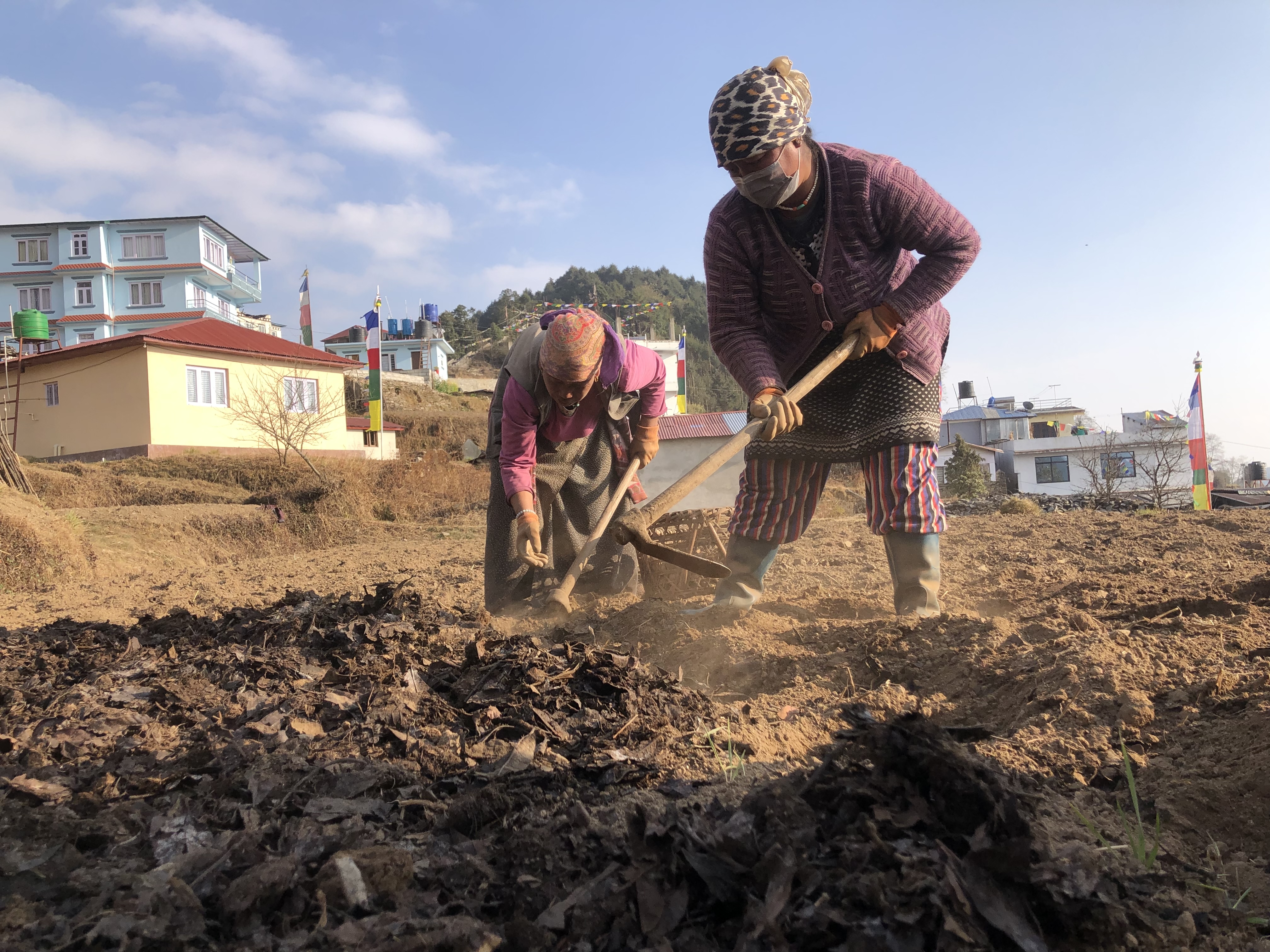 Compost prepared by mixing cow dung with fallen leaves is the main fertilizer for farmers in the mountain region. Photos: Tanka Dhakal
