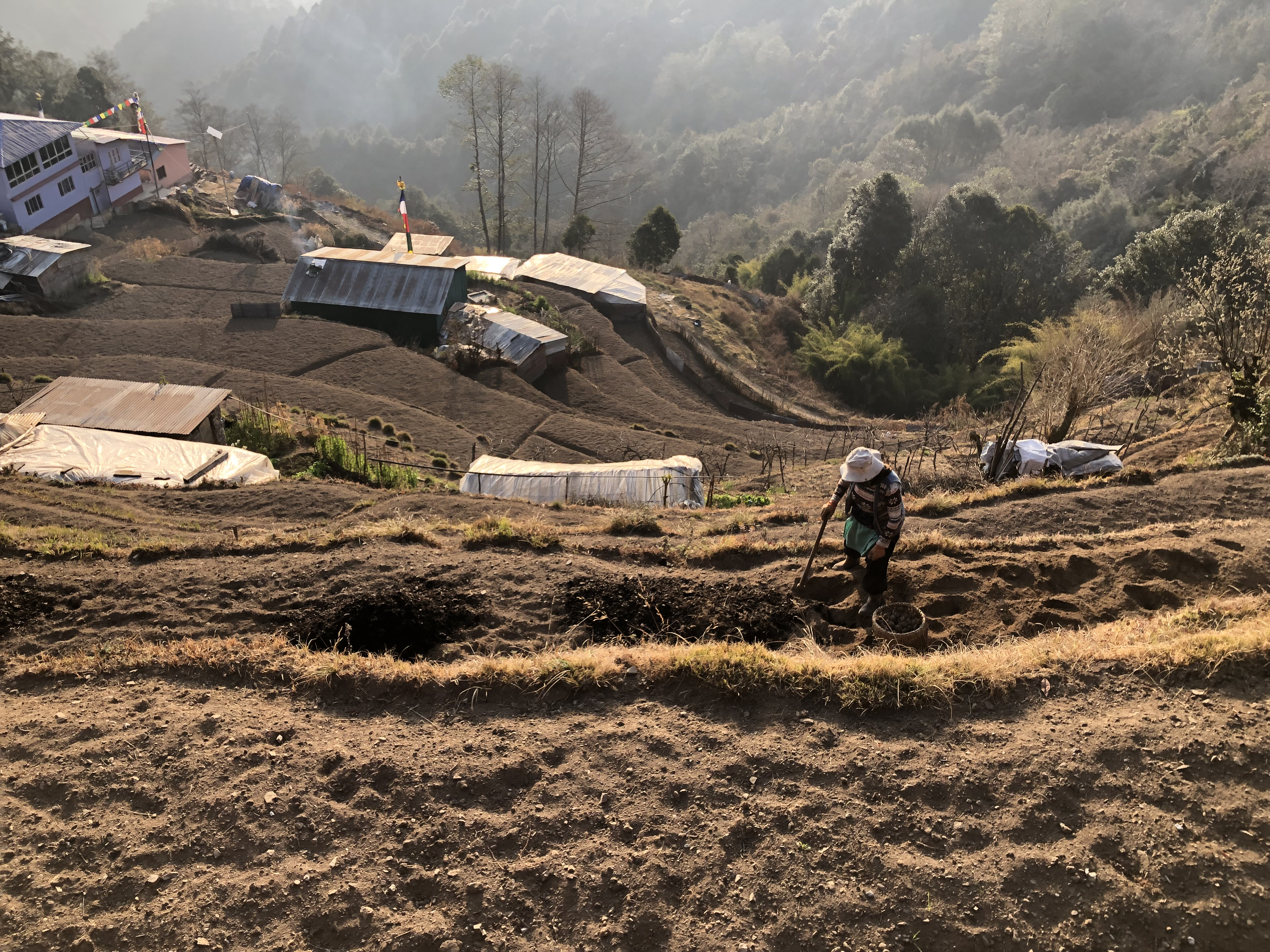 Farmers Dawa Lama Hyolmo in Helambu planting potato in March of this year—she only uses compost fertiliser but she does not remember the last time when she ever tested the health of her soil.