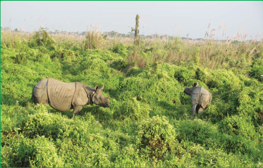 A one-horned rhinoceros in an area covered with climbing mile-a-minute weed in Chitwan National Park.  
