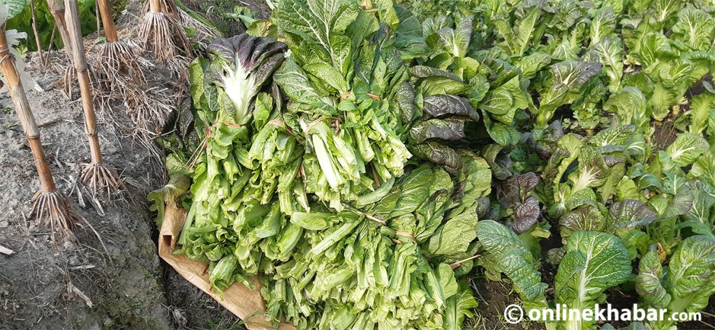 After gourd, cauliflower and potatoes, now mustard greens fail pesticide test