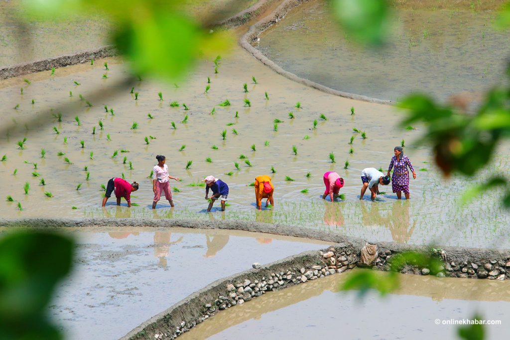 Hustle of rice planting in Salyan (Photos)