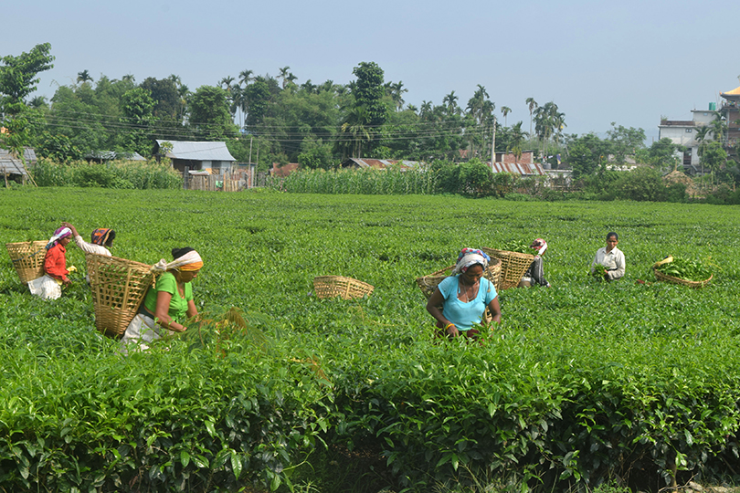 Government assurance leads to reopening of tea factories