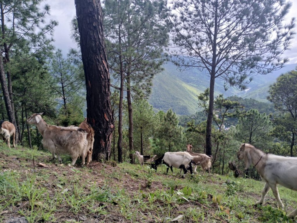 Rethinking grazing in community forests in Nepal