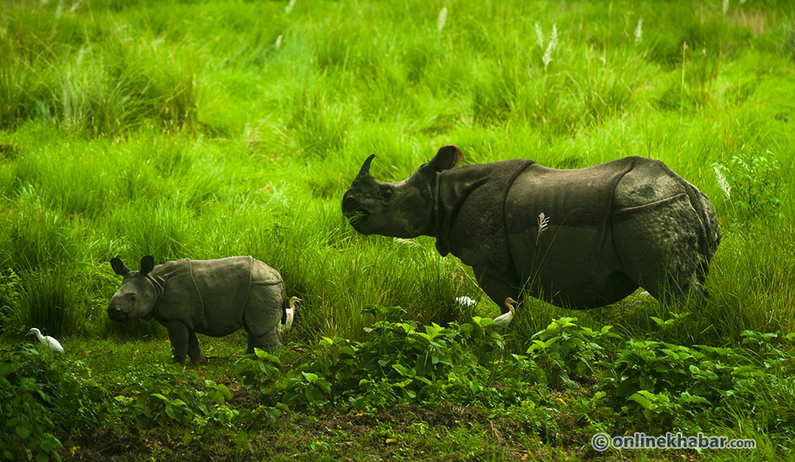 Nepal to gift China two pairs of rhinos