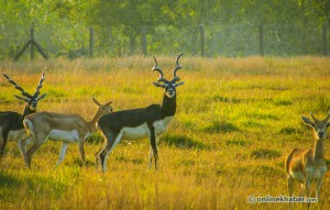 Hidden cameras help Shuklaphanta National Park achieve zero poaching status