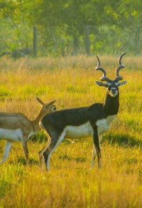 Herd Haven: Shuklaphanta Wildlife Reserve