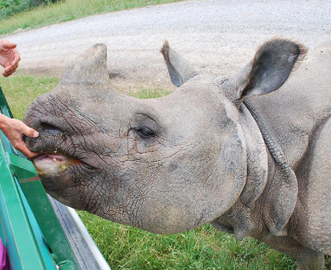 Rhino profiling underway in Chitwan national park