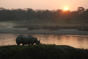 ‘At capacity’? A Nepali park reckons with its rhinos
