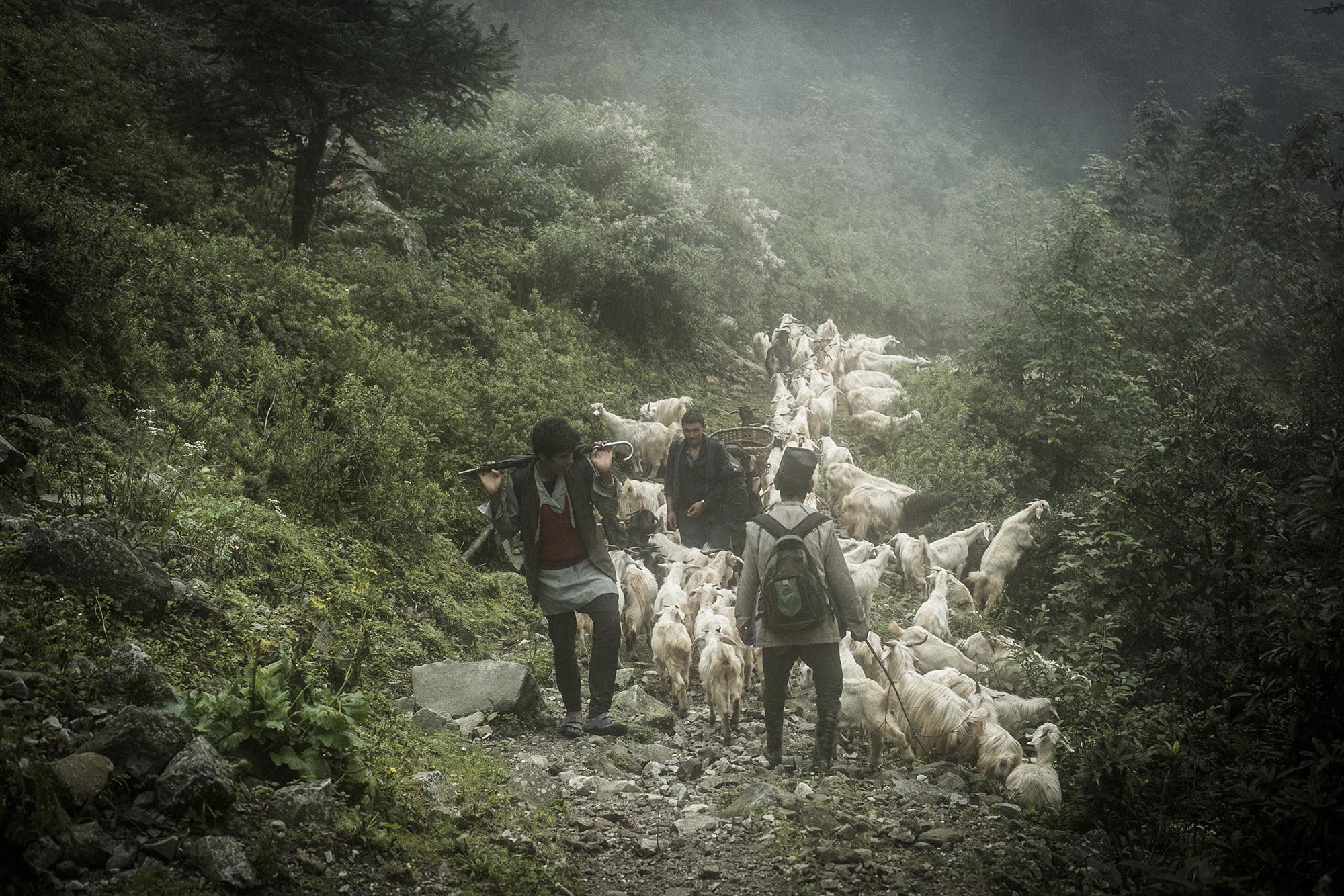 A herder migrates from the higher altitude to escape the cold winter along with his herd towards the lower grazeland in Mane Kharka. Sindhupalchowk, Nepal. 2015.
