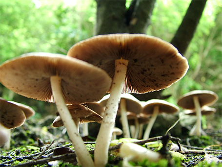 Five-year-old girl dies after consuming wild mushroom