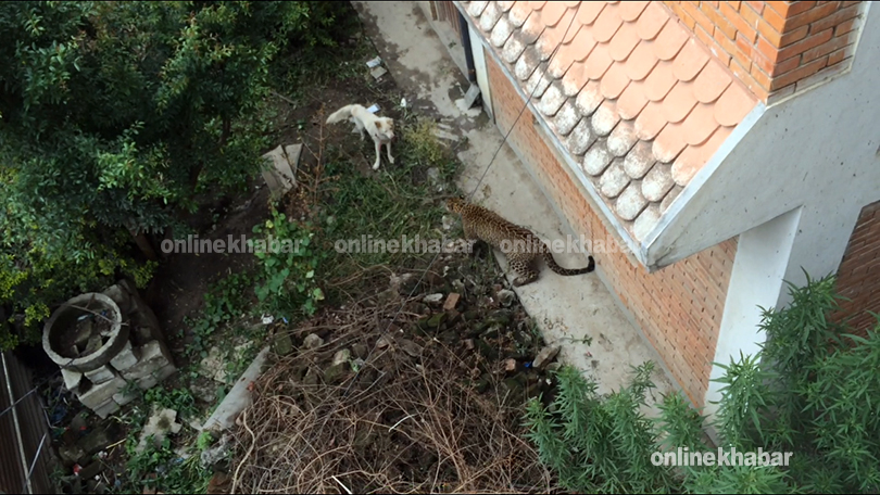 Leopard-Found-at-Kuleshwor-final