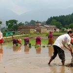 National Paddy Day being observed across nation today