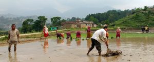 National Paddy Day being observed across nation today