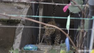 Tanahun minor dies in leopard attack