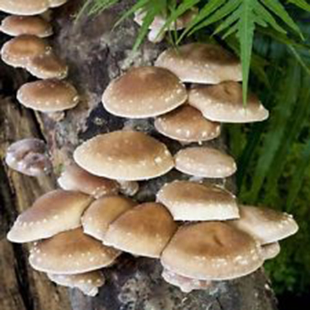 Wild mushroom kills one more, seven people receiving treatment