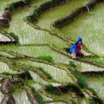 Around 2.5 million farmers enrolled in Farmer Registration System