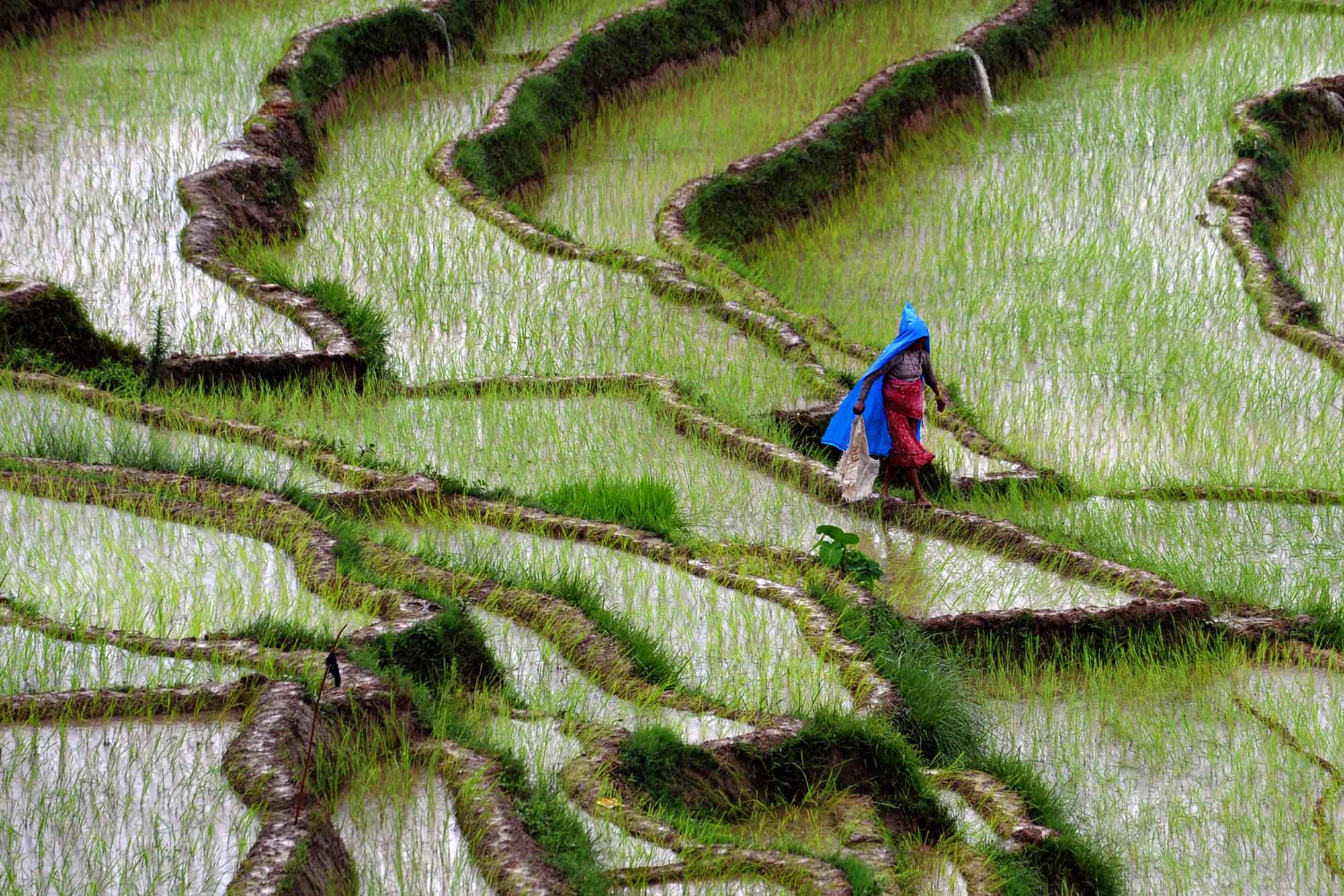 A Nepalese farmer walks past rice paddy fields at Khokana village on the outskirts of Kathmandu on July 19, 2012. Rice accounts for almost 50 percent of cereal production in Nepal, which is particularly dependent on rainfall because less than one-third of its agricultural land is irrigated. AFP PHOTO/Prakash MATHEMA / AFP PHOTO / PRAKASH MATHEMA