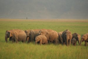 Wild elephants terrorise locals in Koshi Tappu
