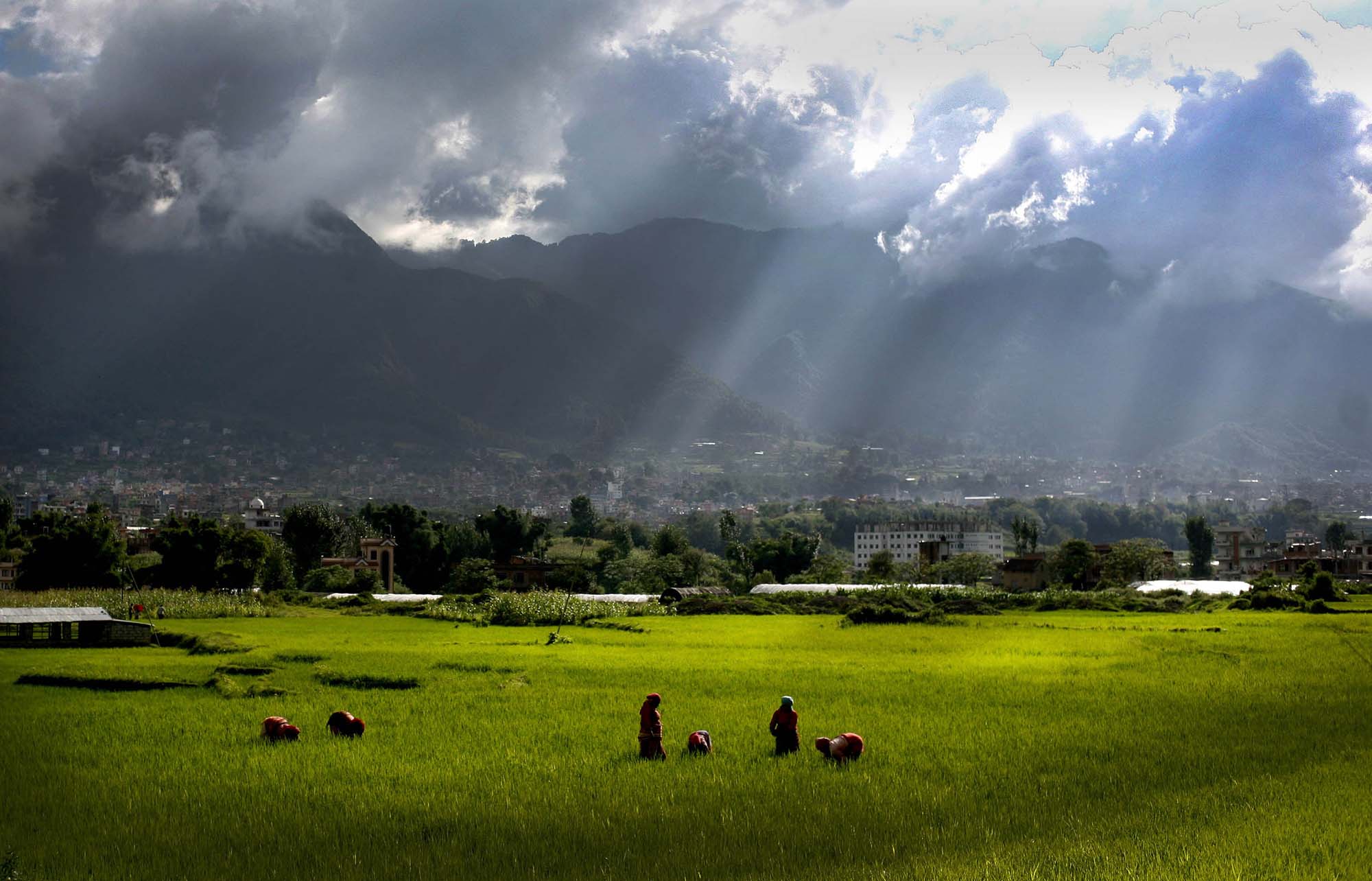 Farmers work in the paddy field at Thankot in Kathmandu.