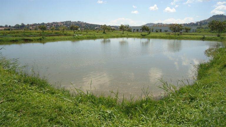 Trying to beat the heat in Sunsari pond, three kids lose their lives