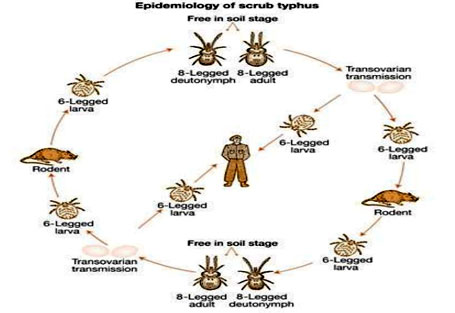 Two scrub typhus cases reported ‘for the first time’ in Janakpur