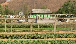Note to Nepali agro policymakers: Why you should not blindly jump onto ‘organic’ bandwagon