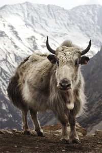 How the pressures of geopolitics, globalisation and climate change are impacting the Yak
