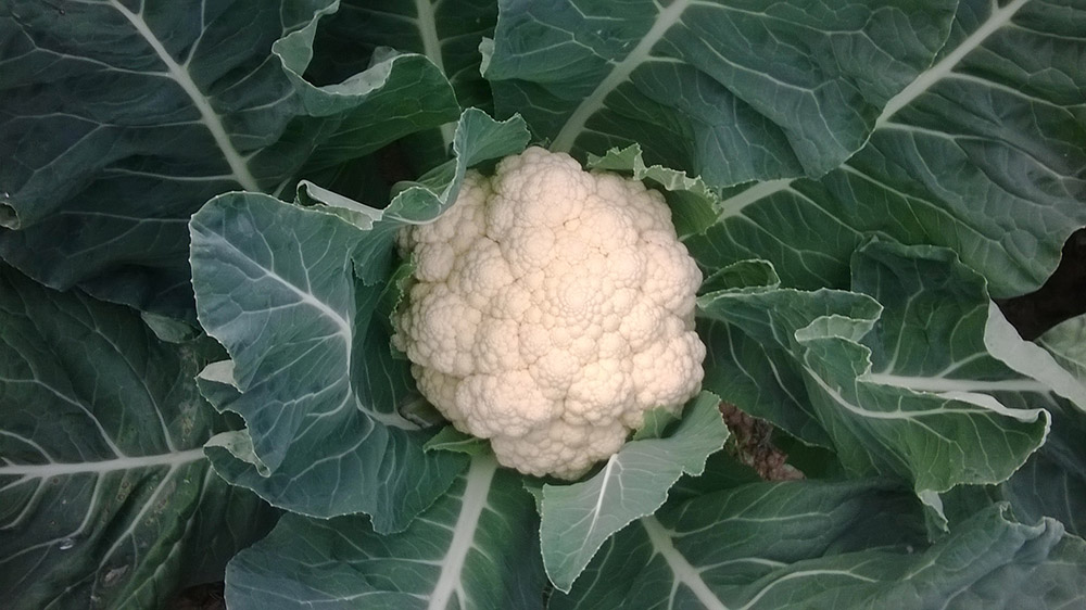 cauliflower_a