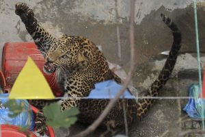 Leopard found dead in Mahottari