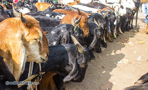 Nepal Food Corp starting sale of goats for Dashain from today