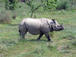 Three male rhinos in Chitwan National Park shifted internally