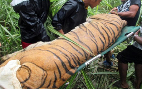 Bus-hit kills tiger at Bardiya national park, driver under control