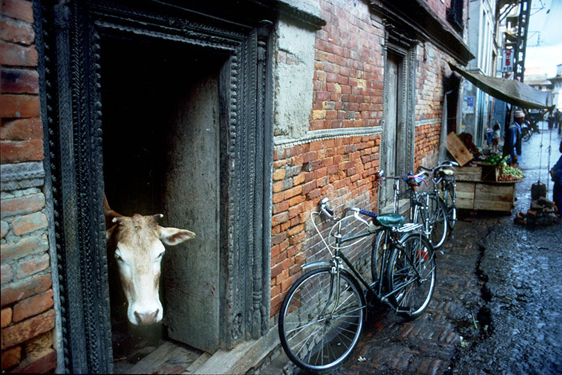 cow-kathmandu