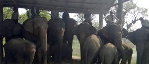 Captive elephants in South Asia are kept in cruel conditions: Report