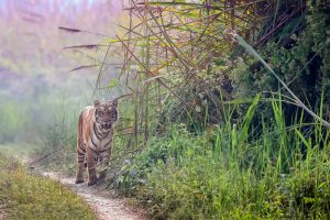 Tiger before my eyes: An unexpected encounter in Bardia