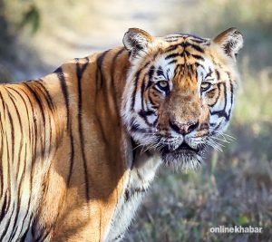 Royal Bengal Tiger found dead in Nawalparasi