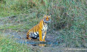 Bardiya tiger attack kills a man
